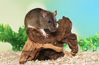 fancy rat