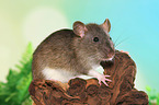 fancy rat
