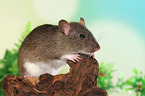 fancy rat