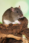 fancy rat