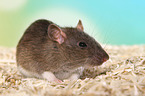 fancy rat