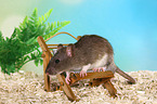 fancy rat