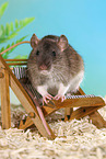 fancy rat