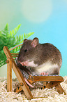 fancy rat