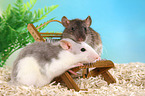 2 fancy rats