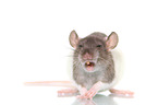 fancy rat