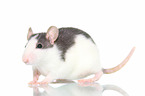 fancy rat