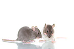 fancy rats