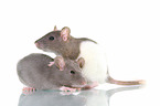 fancy rats