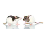 fancy rats