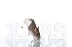 fancy rat