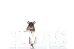 fancy rat