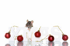 fancy rat
