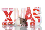 fancy rat