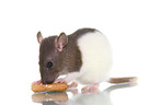 fancy rat