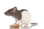 fancy rat