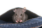 fancy rat