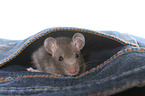 fancy rat