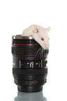 fancy rat
