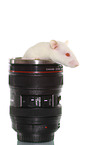fancy rat