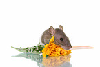 fancy rat