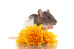 fancy rat