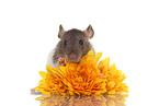 fancy rat