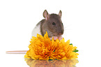 fancy rat