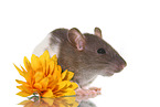 fancy rat