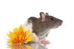 fancy rat
