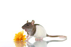 fancy rat