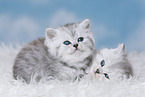 Highlander Kitten