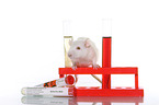 fancy rat