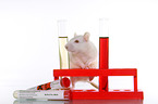 fancy rat