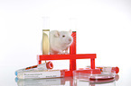 fancy rat