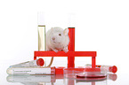 fancy rat