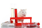 fancy rat