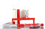 fancy rat