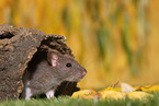 fancy rat