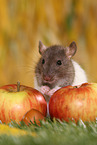 fancy rat