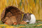 fancy rat