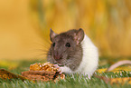 fancy rat