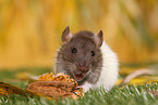 fancy rat