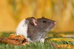 fancy rat