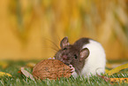 fancy rat