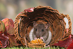 fancy rat