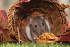fancy rat