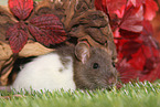 fancy rat