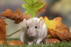 fancy rat