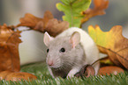 fancy rat